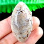 Cabochon coral fosilizat
