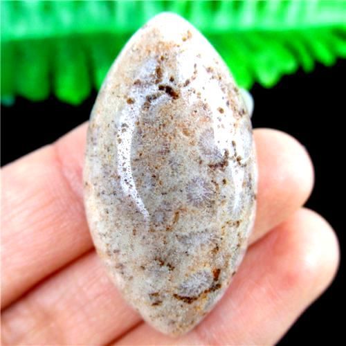 Cabochon coral fosilizat