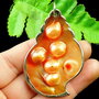 Pandant orande shell