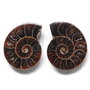 Set 2 jumatati pereche - Amonit fosil - Lo43
