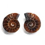 Set 2 jumatati pereche - Amonit fosil - W1204