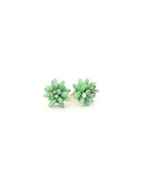 Sedum morganianum- cercei surub