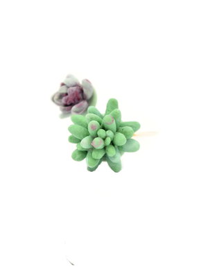 Sedum morganianum- inel