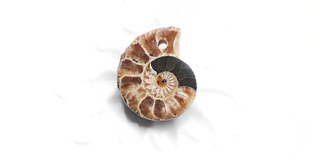 Pandantiv  Amonit fosil cu orificiu larg - unisex