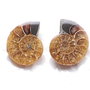 Set 2 jumatati pereche - Amonit fosil - L08