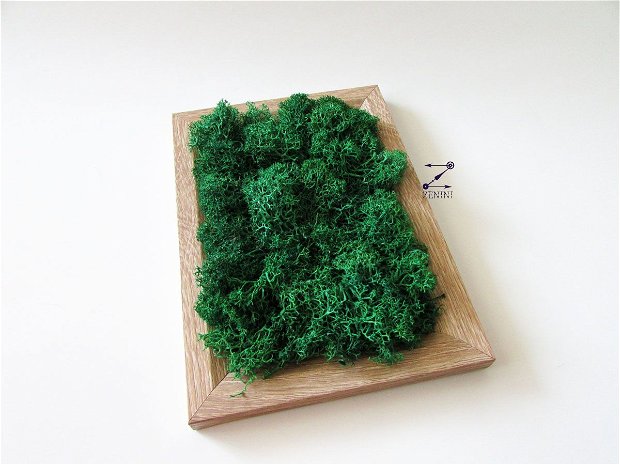 Tablou licheni, rama foto licheni, tablou verde, decor licheni