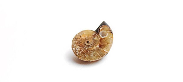 Pandantiv Amonit fosil cu orificiu larg - unisex