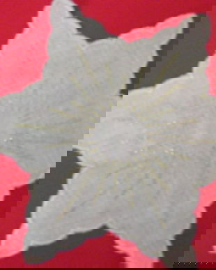 Steluta brodata mileu