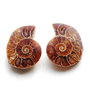 Set 2 jumatati pereche - Amonit fosil - SM111