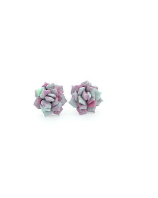 Echeveria3 - cercei surub