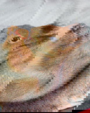 Husa perna cu veverita