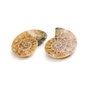 Set 2 jumatati pereche - Amonit fosil - M293