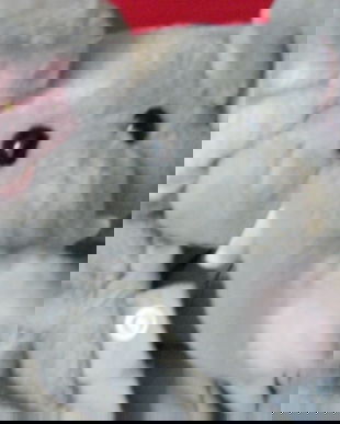 Noua-Vesta bebe-elefant