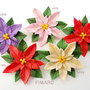 Poinsettia(Craciunita) - brosa