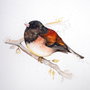 Winter Bird - Pictura Originala in acuarela - Nature & Colors Collection