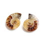 Set 2 jumatati pereche - Amonit fosil - F41