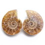 Set 2 jumatati pereche - Amonit fosil - Nautilus - P391