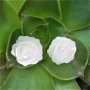 Delicate White Roses