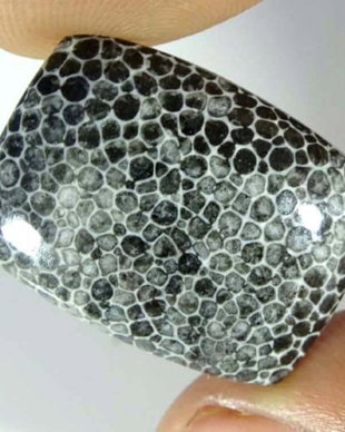 K0045 - Cabochon, coral fosilizat, dreptunghi, 26x19x5mm