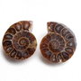 Set 2 jumatati pereche - Amonit fosil - L084