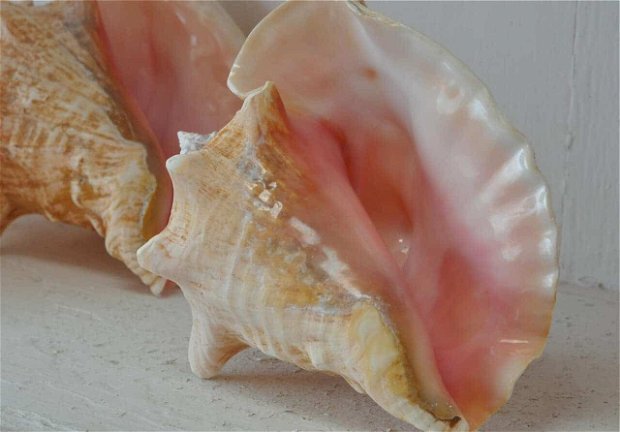 Colectia " Varatica " ~ Queen Conch shell