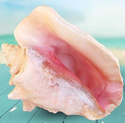 Colectia " Varatica " ~ Queen Conch shell