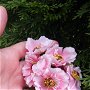 Buchet 6 flori  roz
