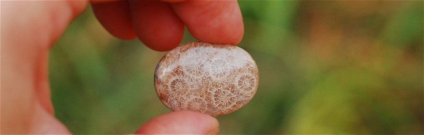 Cabochonn coral fosil - C0217