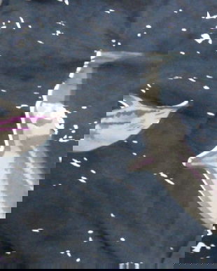 REZERVAT-ANGELA-NOU-Pareo cu franjuri