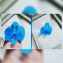 Floare de par
