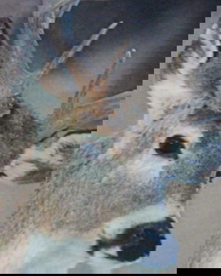 Husa perna cu caprioara