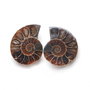 Set 2 jumatati pereche - Amonit fosil - L44
