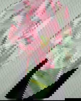 Esarfe/batice diverse modele cod 54