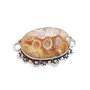 Link coral fosil