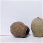 Fruct de eucalypt uacat- bell gum - 5/set