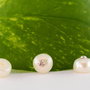 Perle cultura, 7-7.5mm, semigaurite, cod ID35 (1per)