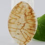 Pandantiv agata 37x54mm
