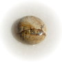 Cabochon 3 landscape jasper aprox 25x7.5 mm