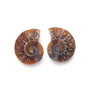 Set 2 jumatati pereche - Amonit fosil mini - A183