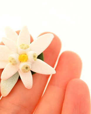 Floare de colt- brosa "tablou"