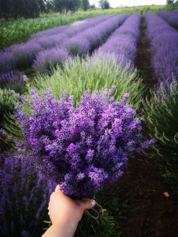 Cadou "My lavender spa"