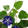 Cercei floare mare albastru irizat