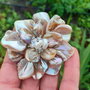 Brosa floare dea shell