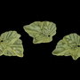 Pandantiv din acril, frosted, frunza, 24x23x3 mm, galbene