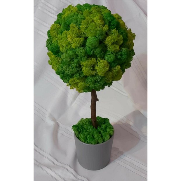 Copac verde licheni