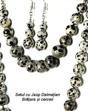 Jasp Dalmatian (219)