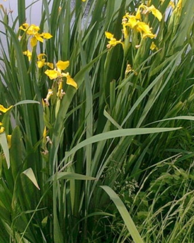 Iris galben de apa