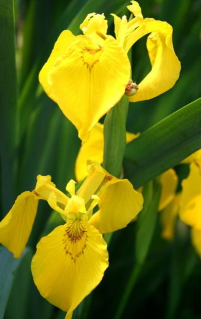 Iris galben de apa