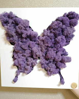 Fluture !!! si licheni !!!