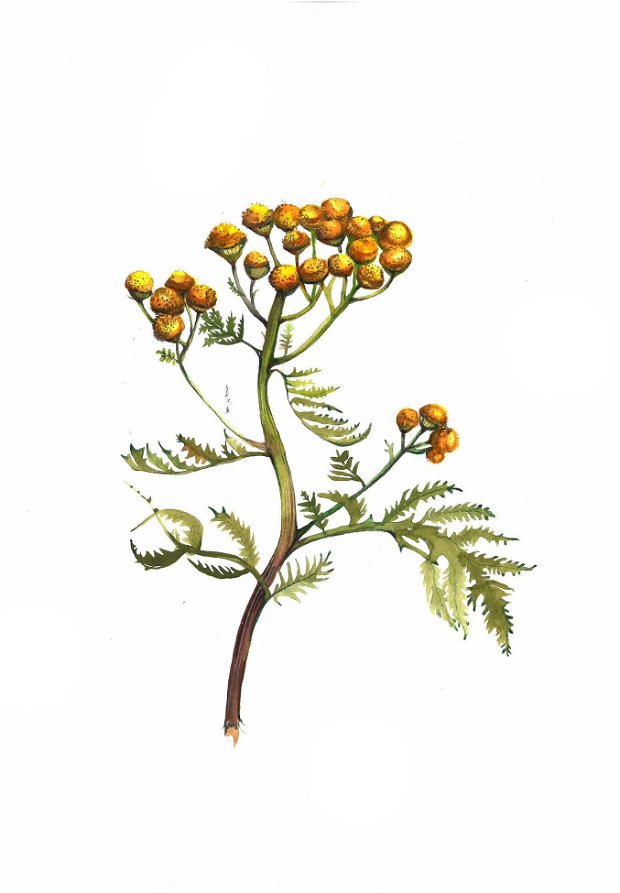 Tablou - Studiu Botanic - Achillea filipendulina( Coada șoricelului galbenă) - Nature And Colors Collection